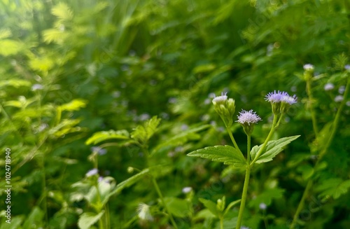 Siamese weed and green leaves background