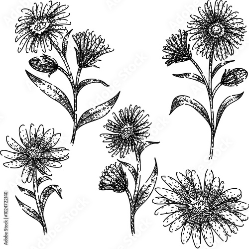 aster set hand drawn. perennial bloom, petals garden, daisy autumn aster vector sketch. isolated black illustration