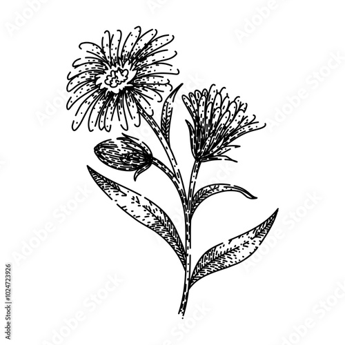 bloom aster hand drawn. petals garden, daisy autumn, wildflower bouquet bloom aster vector sketch. isolated black illustration