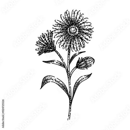 garden aster hand drawn. daisy autumn, wildflower bouquet, colorful hardy garden aster vector sketch. isolated black illustration