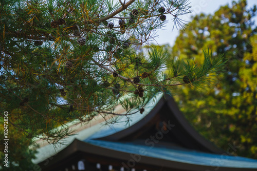  [NARA]A famous shrine surrounded by nature in Nara Prefecture, The natural greenery shines brightly, Kashihara Shrine, Japan photo