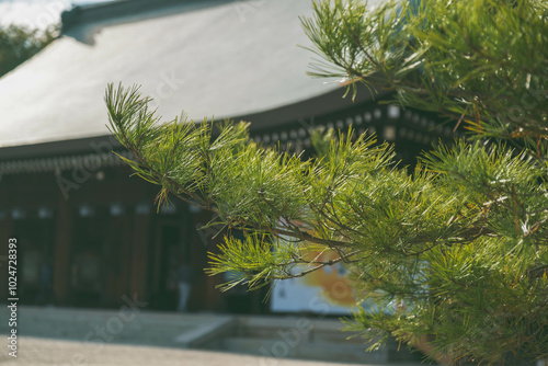  [NARA]A famous shrine surrounded by nature in Nara Prefecture, The natural greenery shines brightly, Kashihara Shrine, Japan photo