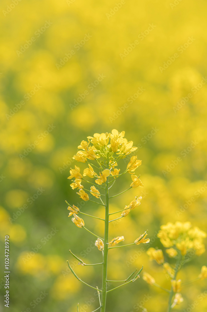 満開の菜の花畑