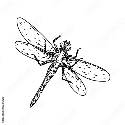 nature dragonfly hand drawn. pond predator, aquatic biodiversity, ecosystem larvae nature dragonfly vector sketch. isolated black illustration