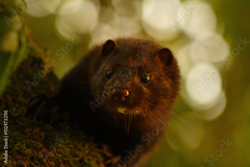 Natural Beauty Detail of an American Mink