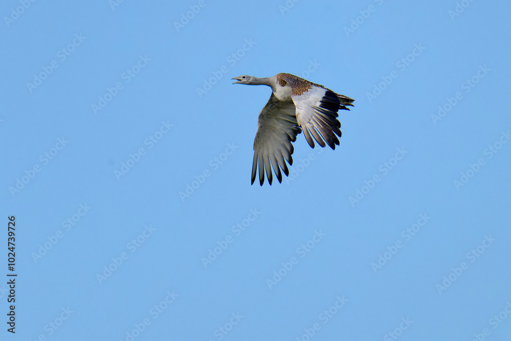 Weibliche Großtrappe (Otis tarda) im Flug über eine Wiese Weibliche Großtrappe (Otis tarda) im Flug über eine Wiese