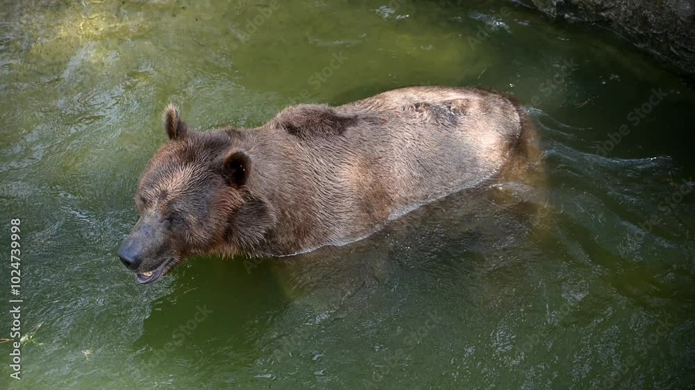 Morning family outing of brown bears by a tranquil lake in a serene forest setting Morning family outing of brown bears by a tranquil lake in a serene forest setting