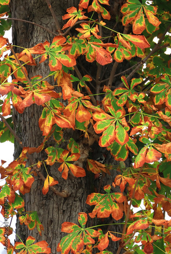 Fall leaves on tree. Colors is changing from green to red.  photo