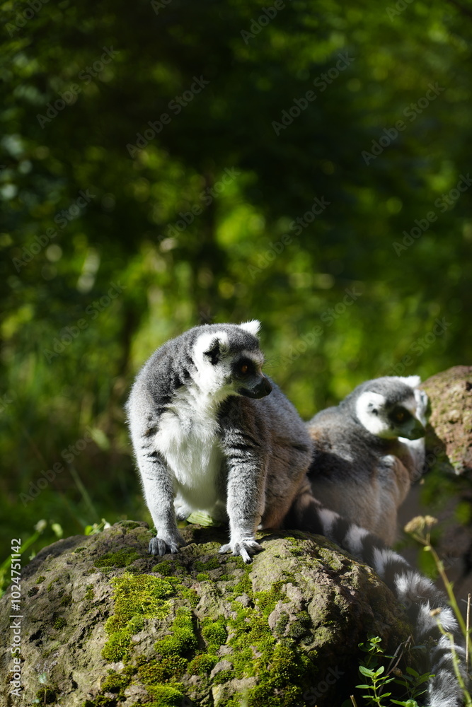 Obraz premium Beautiful black and white lemurs enjoying sunlight on a rock and scratching in the green grass surrounded by trees