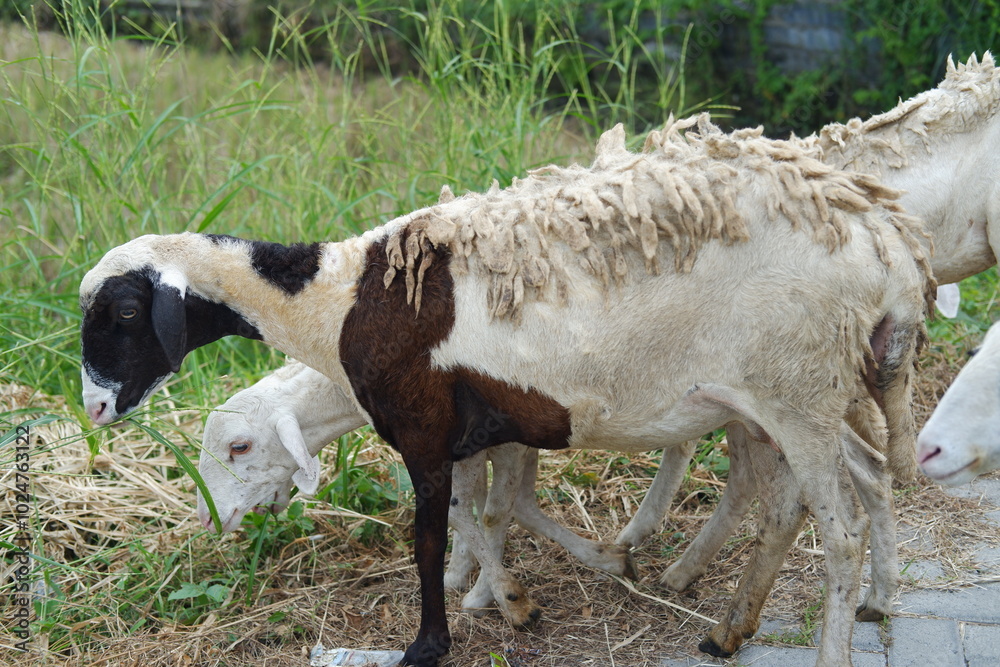 Obraz premium Sheep and lambs on the street in the village, closeup of photo