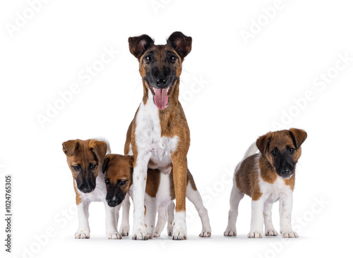 Canvas Print Smooth Fox Terrier dogs on white background
