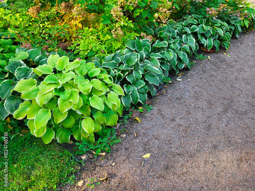 The green bright leaves of the host flower on the flowerbed of the city park on an autumn day.