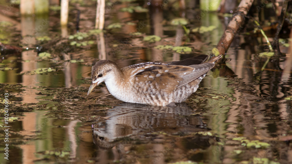 Fototapeta premium country goose in the water