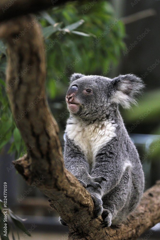 Obraz premium 樹上に座るコアラのポートレート