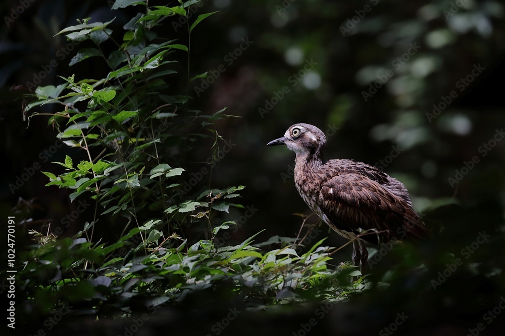Fototapeta premium 横向きのオーストラリアイシチドリ
