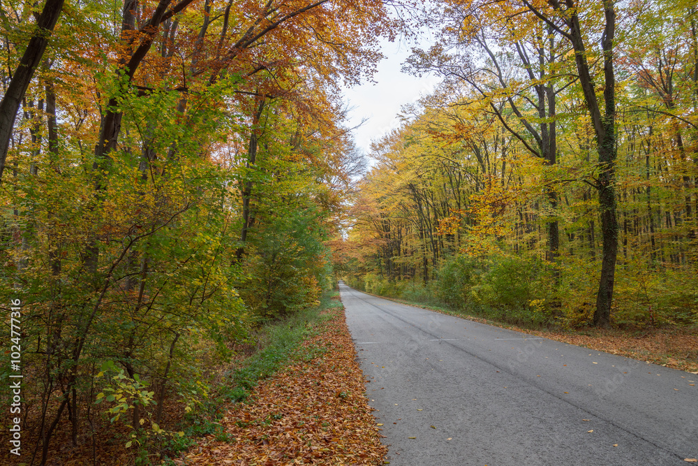 Fototapeta premium Autumn road in colorful forest landscape. Warm fall colors, green yellow orange leaves on trees in beautiful deciduous woods outdoor. Country driveway forward. Natural seasonal tourism and traveling.