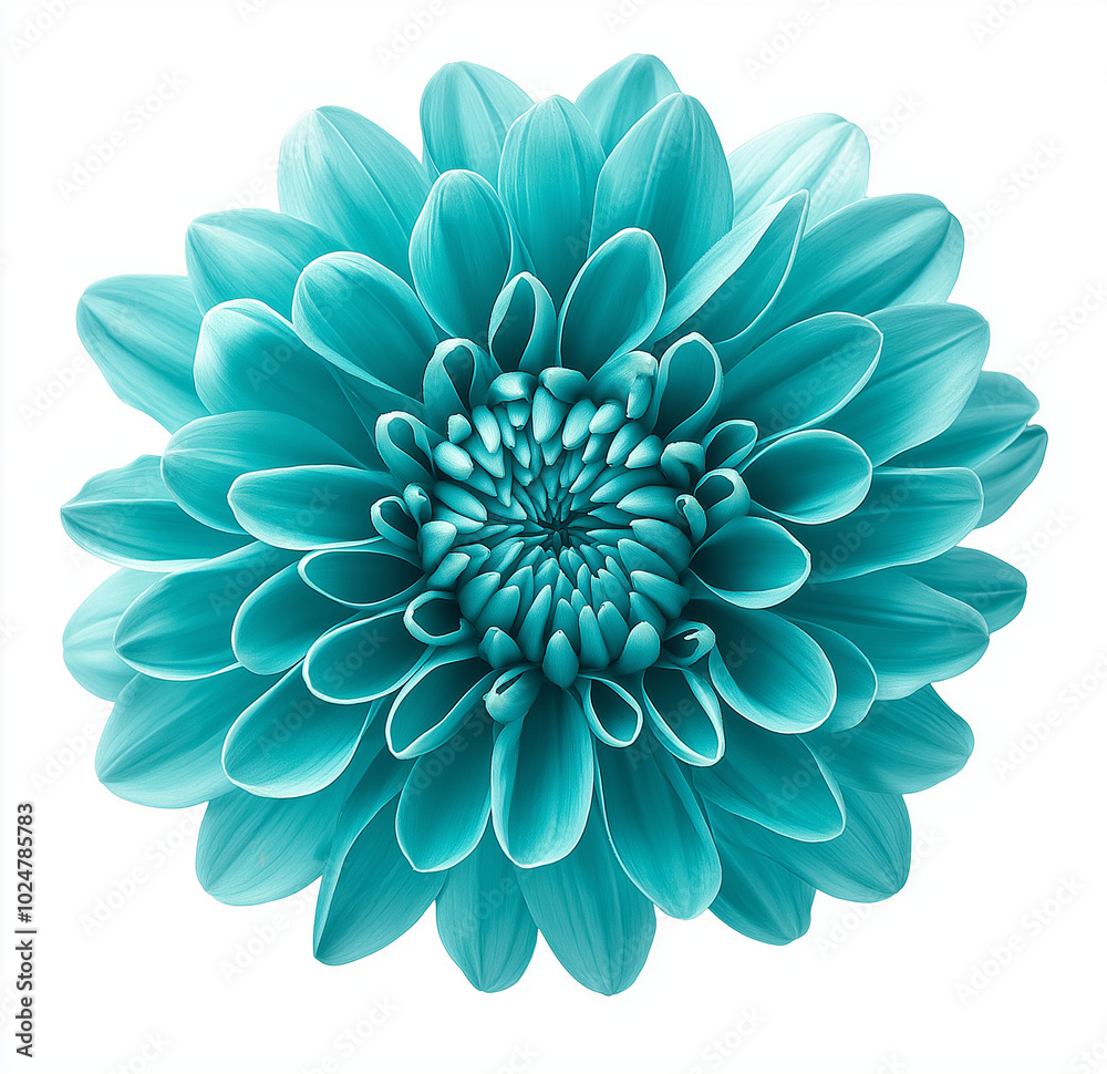 eal chrysanthemum flower isolated on white background, showcasing vibrant and intricately detailed teal petals, with no shadow or surrounding elements for a clean and seamless floral image eal chrysanthemum flower isolated on white background, showcasing vibrant and intricately detailed teal petals, with no shadow or surrounding elements for a clean and seamless floral image