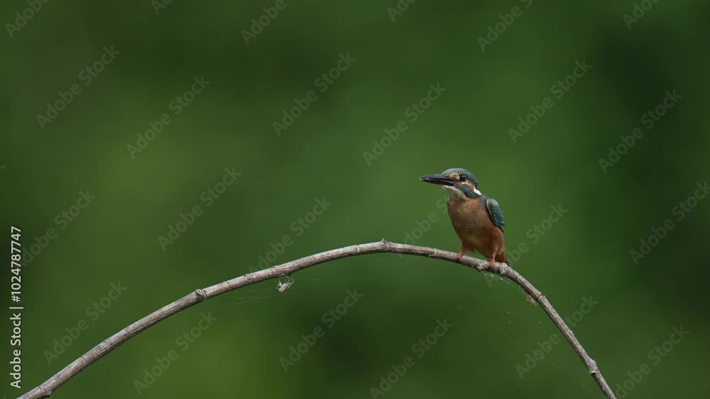 Common kingfisher small bird on branch. Common kingfisher small bird on branch.