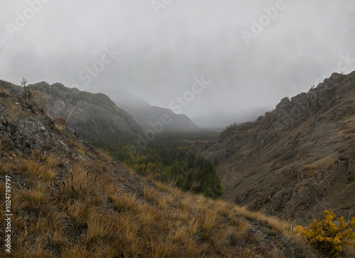 Glued high-resolution panorama of Kurai steppe in Altai. Autumn golden wide format  landscape of an endless hilly steppe covered with coniferous forest. In the distance are foggy and cloudy