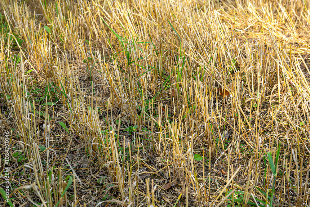 Fototapeta premium Close-up of a field with mown and harvested wheat.