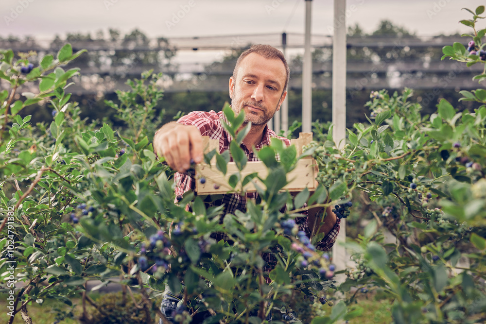 Farmer picking fresh blueberries on a farm.