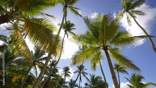 Wallpaper Mural Palm trees silhouette. sunset, sky, clouds, beach, Australia island. Coconut trees bottom view. Green palm trees blue sky background. Video 4k space 2024. no people, B roll, insert,Slow motion, Cinema Torontodigital.ca