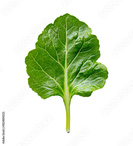 Fresh green leafy vegetable isolated on a light surface, showcasing its natur...