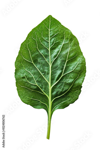 Fresh green leafy vegetable isolated on a light background showcasing its det...
