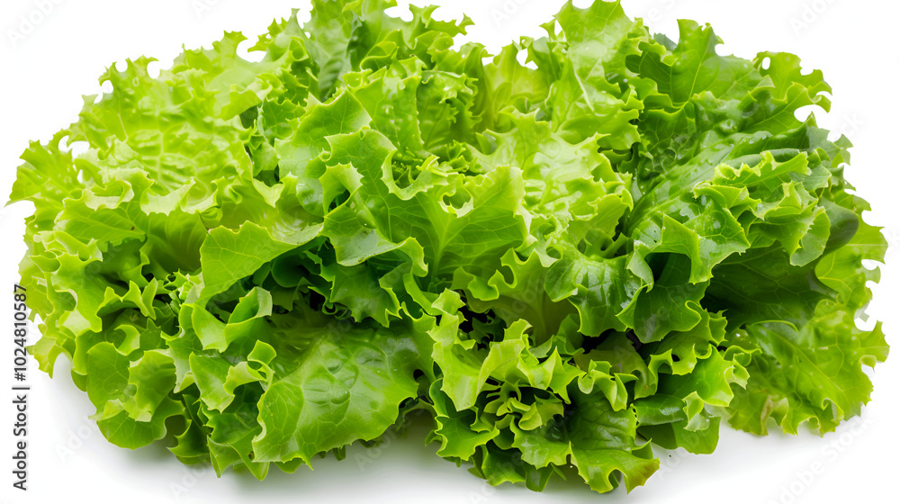 fresh green lettuce salad leaves isolated on white background ,Lettuce Salad leaves isolated on white background fresh green lettuce salad leaves isolated on white background ,Lettuce Salad leaves isolated on white background