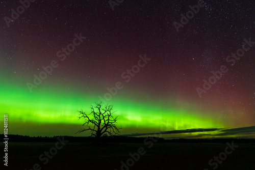 Aurora borealis, The Northern lights at Ventspils, Latvia.