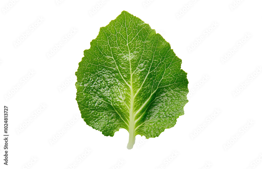 Fototapeta premium Fresh green leafy vegetable isolated on a light surface, showcasing its natural texture and color