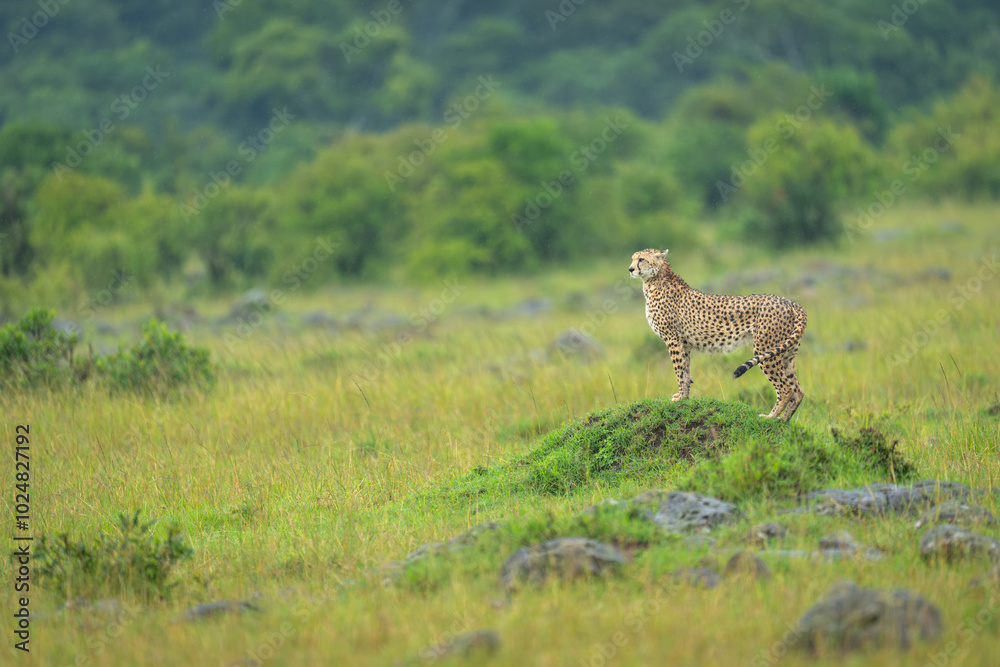 Female cheetah standing on grassy termite mound Female cheetah standing on grassy termite mound