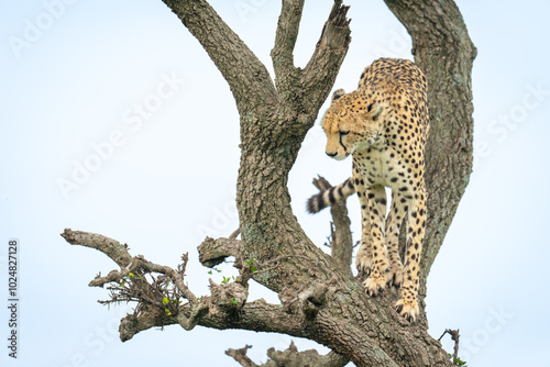 Female cheetah standing staring down from tree