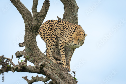 Female cheetah standing in tree looking down