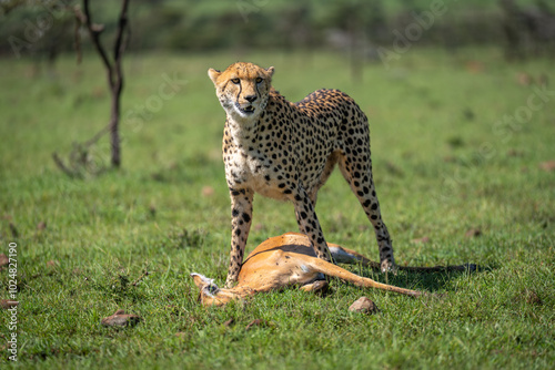 Female cheetah standing over female impala carcase photo