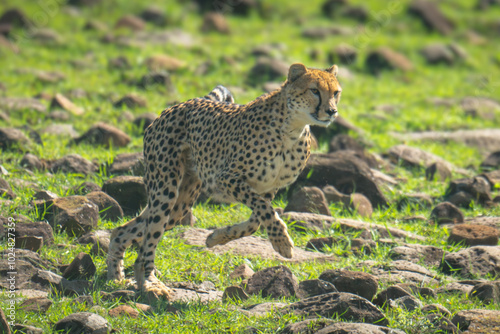 Female cheetah running down hillside over rocks photo