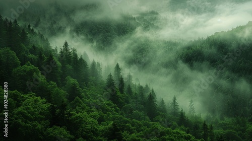 A serene forest landscape covered in thick fog, with lush green trees and mist rising through the dense woodland hills. Background wallpaper