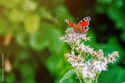 Peacock butterfly Aglais Inachis collects nectar from purple flowers. Detailed photo of butterfly. photo