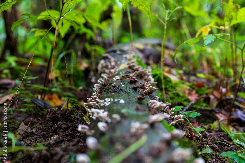 Obraz premium Many small mushrooms grow on a decayed log