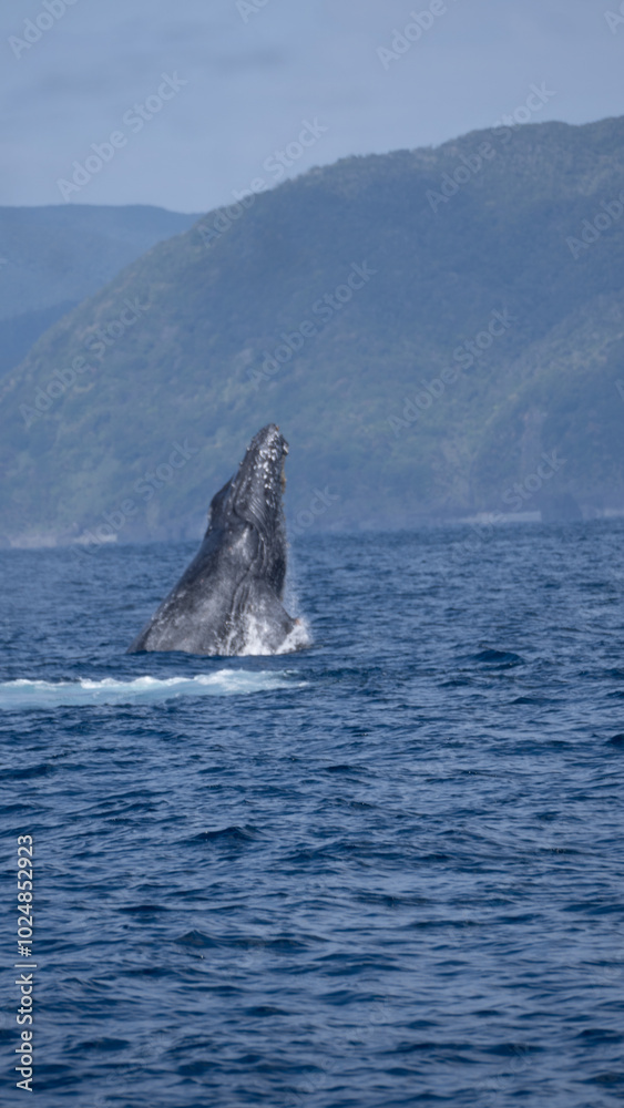 Fototapeta premium humpback tail