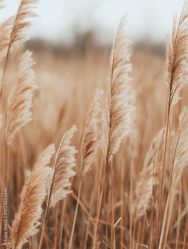 Fototapeta premium Golden wheat field at sunset with grass swaying in the wind, capturing the essence of summer agriculture and rural beauty