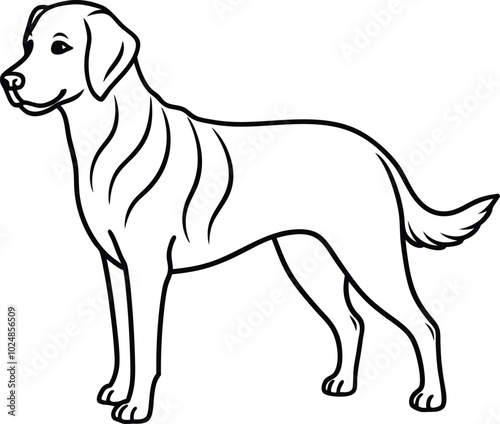 Labrador line art, Labrador line drawing, Labrador outline drawing, Labrador illustration