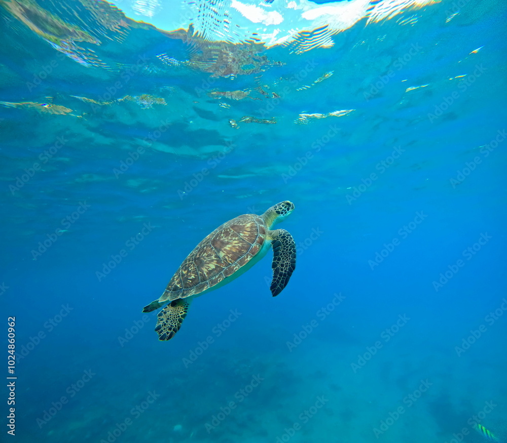 Obraz premium underwater photo of green sea turtle swimming to the surface to breathe, Chelonia mydas in Guadeloupe. Caribbean sea wildlife