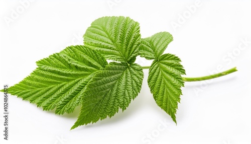 raspberry leaves isolated on white background photo