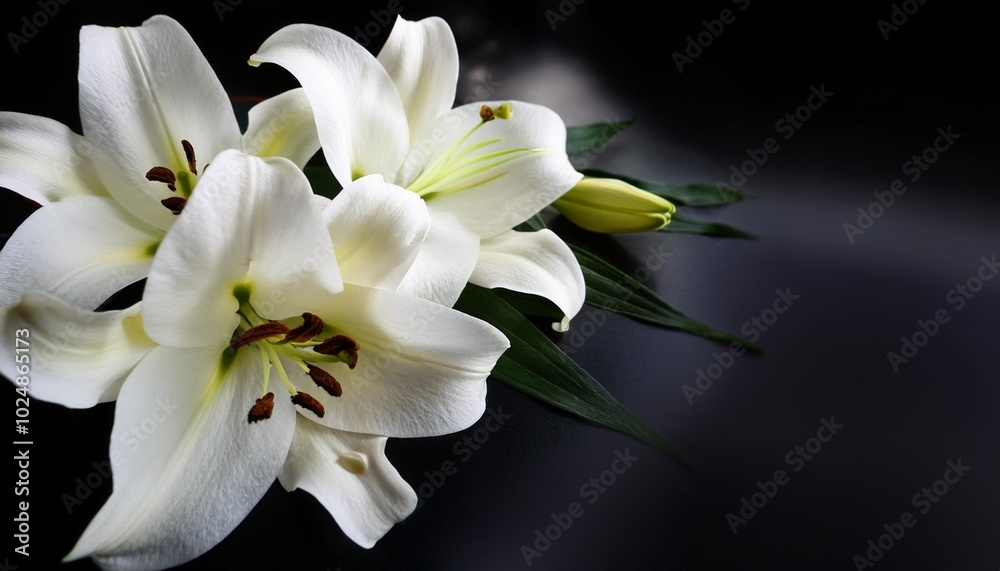 Fototapeta premium condolence card with white flowers lily funeral symbol
