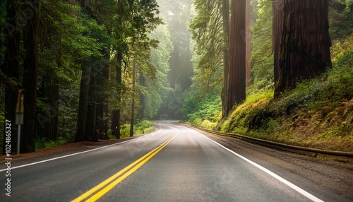 scenic road in redwood national forest