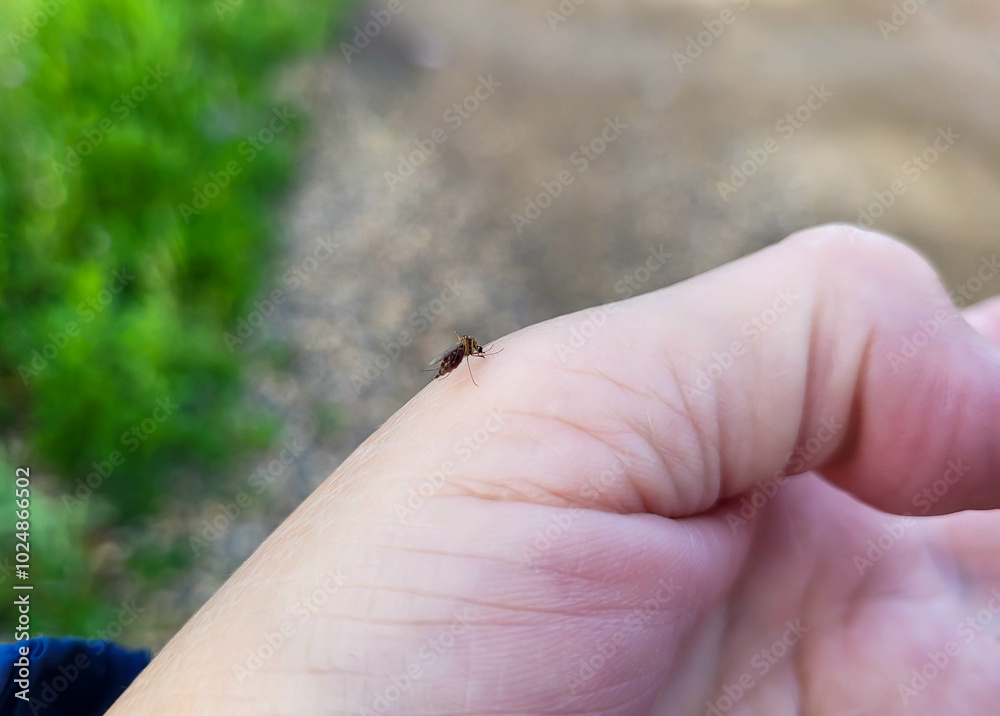 Obraz premium On a clear summer day, a fat mosquito drank blood from a woman's hand.