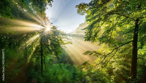 the sun s rays make their way through the tree crowns on a summer day photo