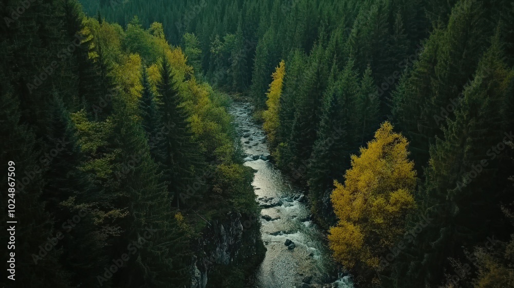 Trees Top Down. Stone River Among Pine Trees in Aerial View of Nature Landscape