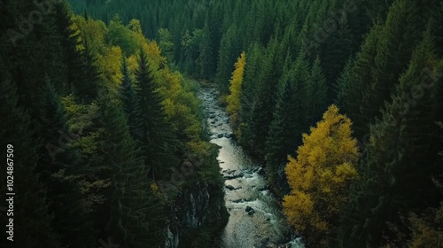 Trees Top Down. Stone River Among Pine Trees in Aerial View of Nature Landscape